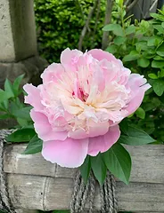 藥師院の写真 7